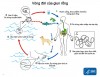BỆNH GIUN RỒNG: NGUYÊN NHÂN, DẤU HIỆU, CÁC BIỆN PHÁP ĐIỀU TRỊ