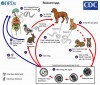 PHÒNG BỆNH ẤU TRÙNG GIUN ĐŨA CHÓ MÈO